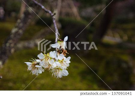 春天降臨這座著名的花園 137091041