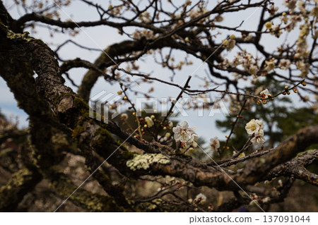 春天降臨這座著名的花園 春天降臨這座著名的花園 137091044