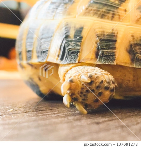 俄羅斯陸龜的腳底 137091278