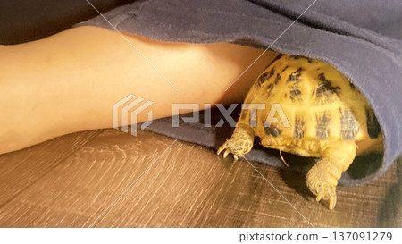 一隻俄羅斯陸龜藏在褲管裡 137091279