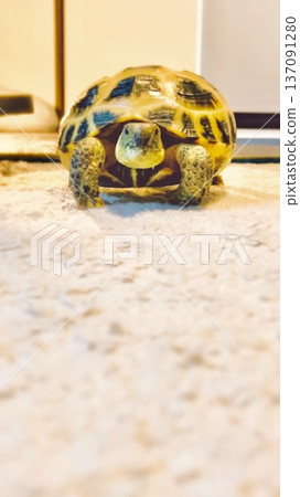 A Russian tortoise walking towards me 137091280