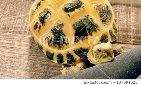 Russian tortoise resting its chin on something Russian tortoise resting its chin on something 137091323