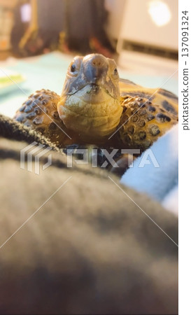 俄羅斯陸龜試圖攀爬 137091324