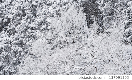 The winter The winter 137091393