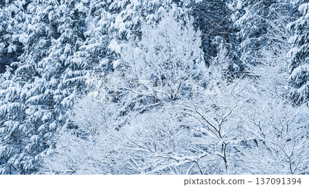 The winter The winter 137091394