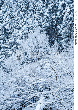 The winter The winter 137091396