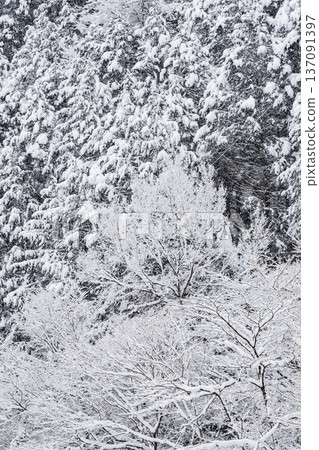 The winter The winter 137091397