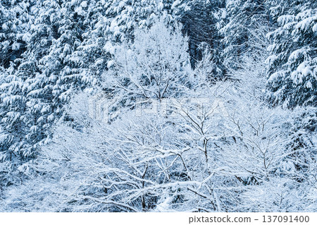 The winter 137091400