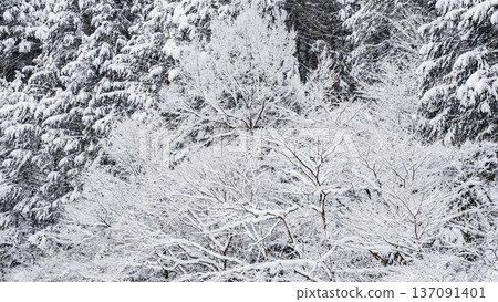 The winter 137091401