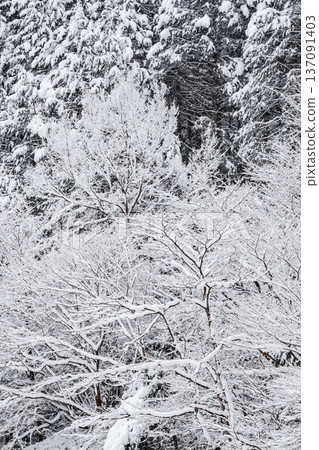 The winter The winter 137091403