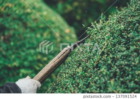 pruning, gents, male 137091524