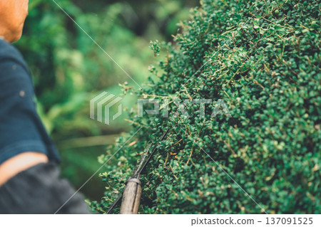 pruning, gents, male 137091525