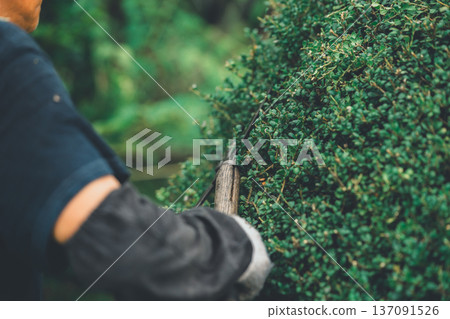 pruning, gents, male 137091526