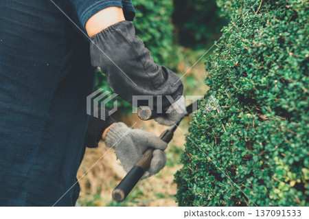 pruning, male, males 137091533