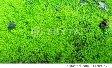 Close-up of lush green moss carpet on soil and rock, showcasing natural texture, freshness, and micro-ecosystem beauty in vibrant detail Close-up of lush green moss carpet on soil and rock, showcasing natural texture, freshness, and micro-ecosystem beauty in vibrant detail 137091570