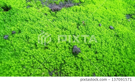 Close-up of lush green moss carpet on soil and rock, showcasing natural texture, freshness, and micro-ecosystem beauty in vibrant detail 137091571