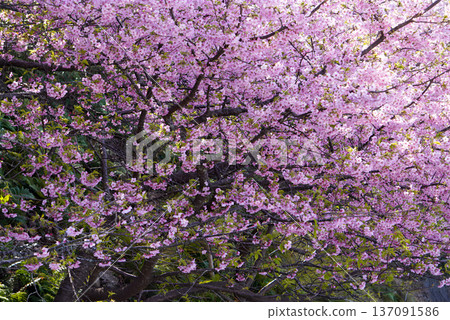 河津櫻花盛開。 137091586