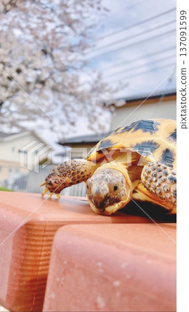 Cherry blossoms and Russian tortoise 137091599