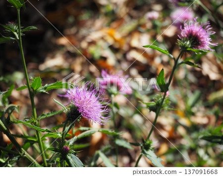 薊 薊 137091668