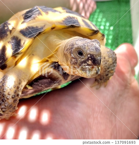 Russian tortoise playing outside Russian tortoise playing outside 137091693