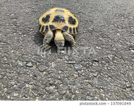 俄羅斯烏龜 俄羅斯烏龜 137091849