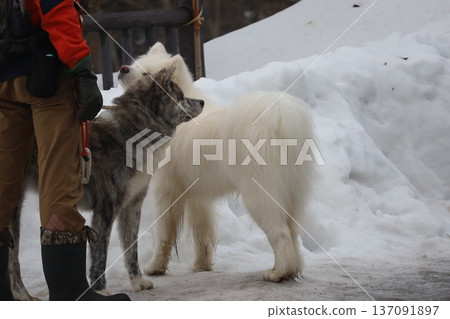 Akita dog playing in the morning snow 137091897