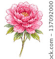 牡丹花插圖 137092000