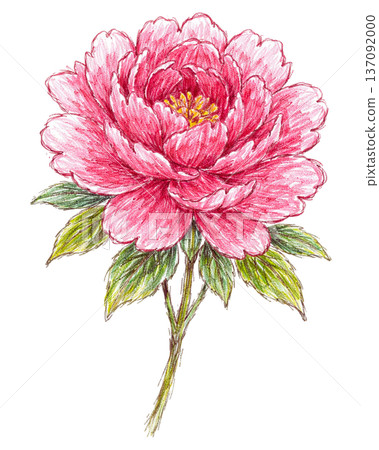 牡丹花插圖 137092000