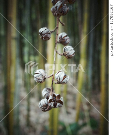 Withered seed clusters swaying in the bamboo forest, the silence of winter Withered seed clusters swaying in the bamboo forest, the silence of winter 137092167
