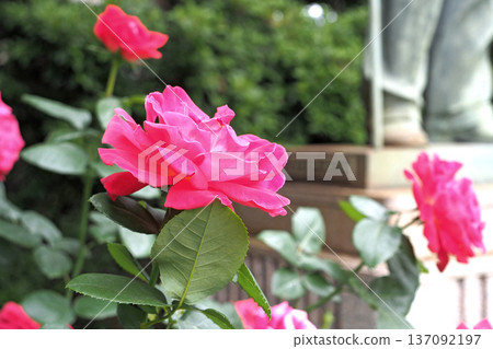 Roses in the garden of Hatoyama Kaikan (Bunkyo-ku, Tokyo) 137092197