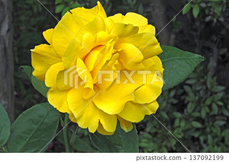 Hatoyama Hall Garden Roses (Doft Gold) (Bunkyo-ku, Tokyo) Hatoyama Hall Garden Roses (Doft Gold) (Bunkyo-ku, Tokyo) 137092199