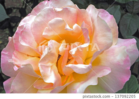 Hatoyama Hall Garden Roses (Peace) (Bunkyo-ku, Tokyo) 137092205