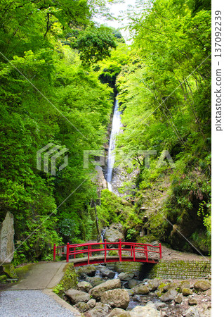 [Kanagawa] Sensui Falls 137092239