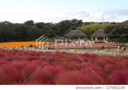 日立海濱公園的掃帚草葉和波斯菊 日立海濱公園的掃帚草葉和波斯菊 137092284
