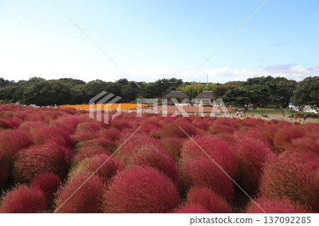 日立海濱公園的掃帚草葉和波斯菊 日立海濱公園的掃帚草葉和波斯菊 137092285