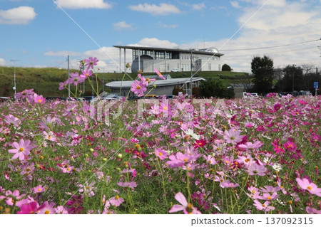 Cosmos field at Kazo Miraikan 137092315