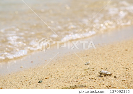 一隻小寄居蟹在沖繩的海灘上漫步 137092355