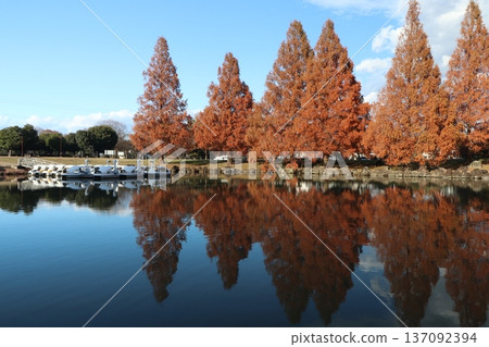 Kazo Hanasaki Park: Metasequoia leaves in autumn 137092394