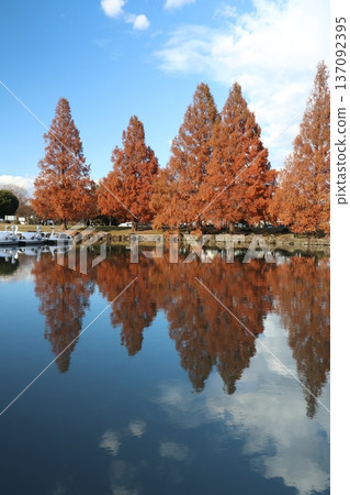Kazo Hanasaki Park: Metasequoia leaves in autumn 137092395