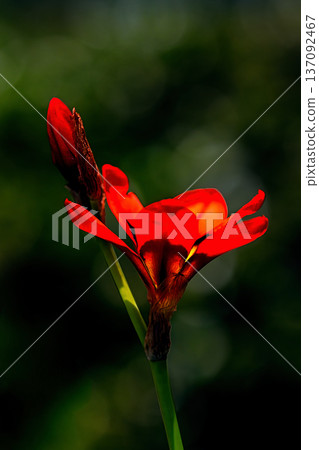 紅色的sparaxis花 紅色的sparaxis花 137092467