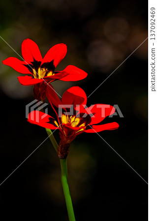 Red sparaxis flowers 137092469