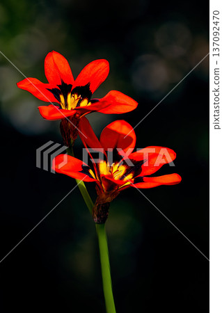 紅色的sparaxis花 137092470