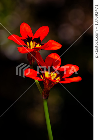 Red sparaxis flowers Red sparaxis flowers 137092471