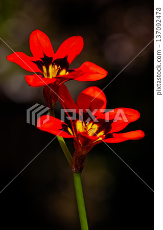 Fiery, red sparaxis flowers 137092478