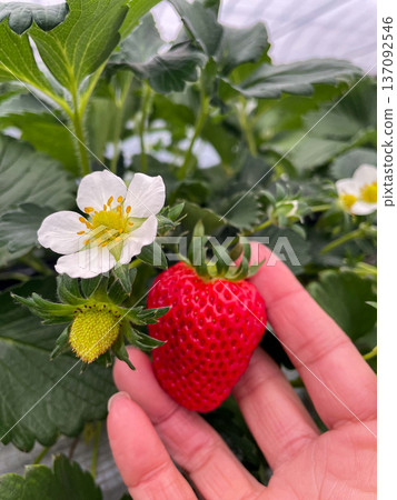 採摘草莓時,人們會收穫成熟的草莓、花朵和未成熟的果實。這是一次充滿春日氣息的農業體驗。 採摘草莓時,人們會收穫成熟的草莓、花朵和未成熟的果實。這是一次充滿春日氣息的農業體驗。 137092546