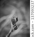 櫻花花苞——春天即將綻放的象徵——單色微距 137093237