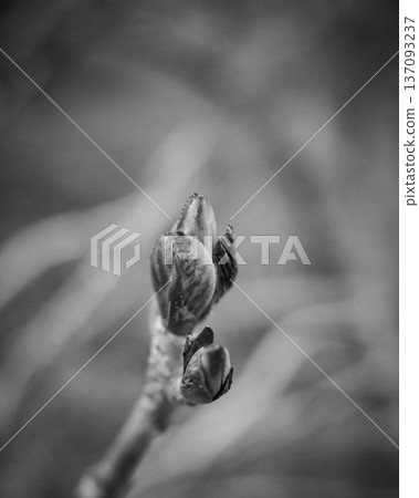 櫻花花苞——春天即將綻放的象徵——單色微距 櫻花花苞——春天即將綻放的象徵——單色微距 137093237