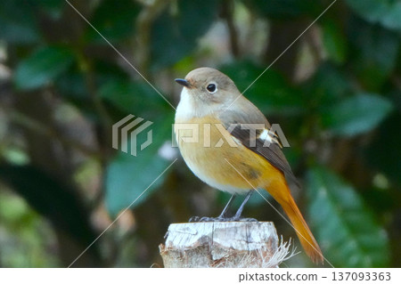 可愛而美麗的達里安Redstart,它突然出現在我面前 可愛而美麗的達里安Redstart,它突然出現在我面前 137093363