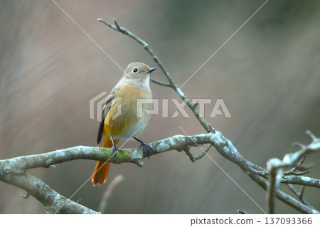 可愛而美麗的達里安Redstart,它突然出現在我面前 可愛而美麗的達里安Redstart,它突然出現在我面前 137093366