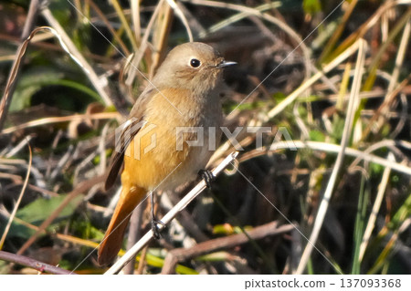 可愛而美麗的達里安Redstart,它突然出現在我面前 可愛而美麗的達里安Redstart,它突然出現在我面前 137093368